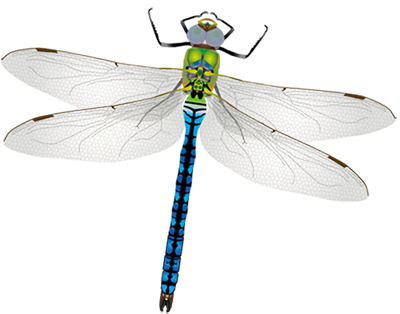 diseño gráfico vectorial